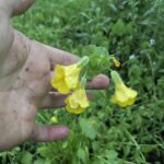 Yellow Monkey Flower (Mimulus guttatus)