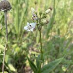 Foxglove Beardtongue (Penstemon digitalis)