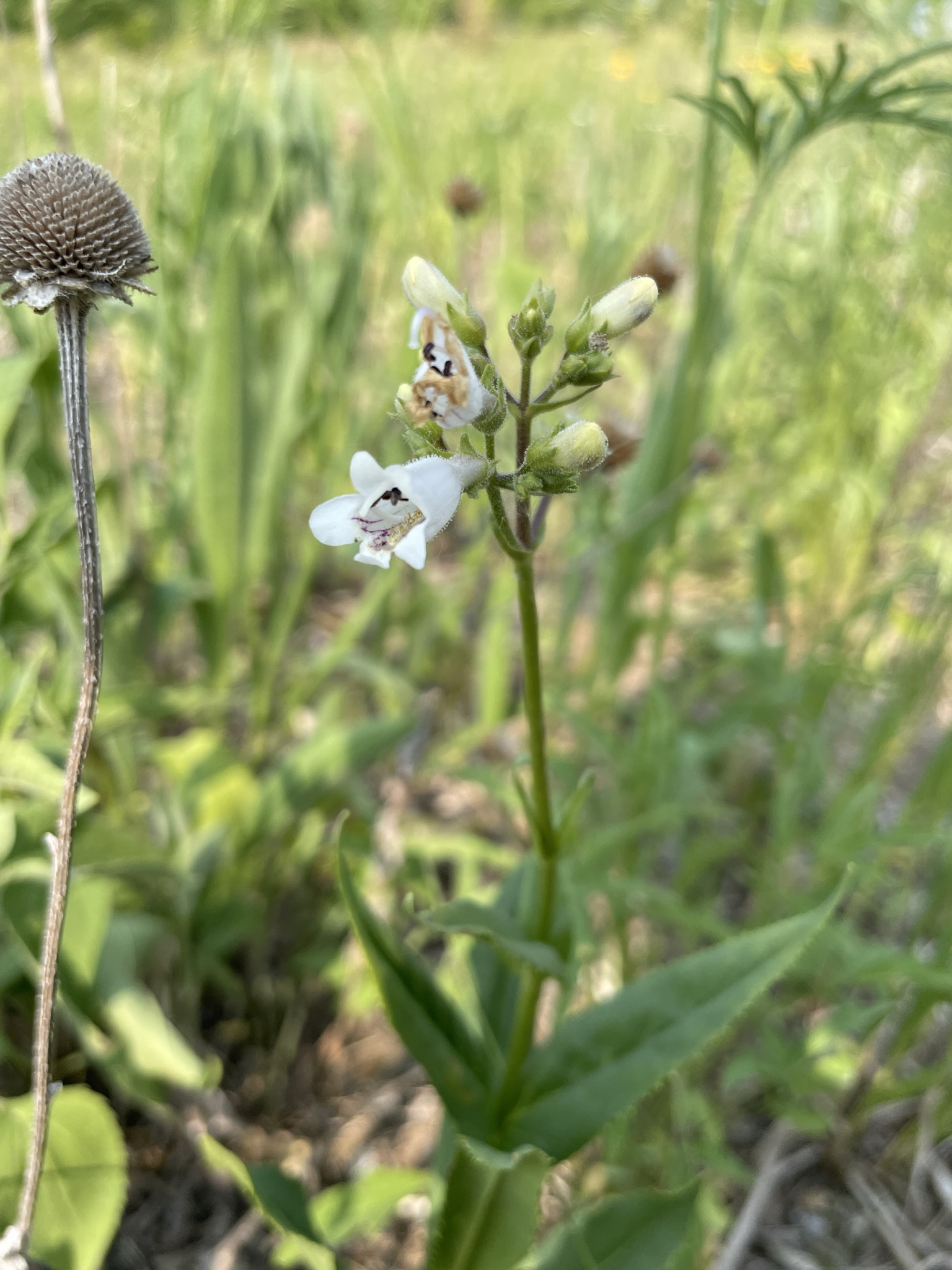 Foxglove Beardtongue (Penstemon digitalis)