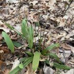 Plantain-Leaved Sedge (Carex plantaginea)