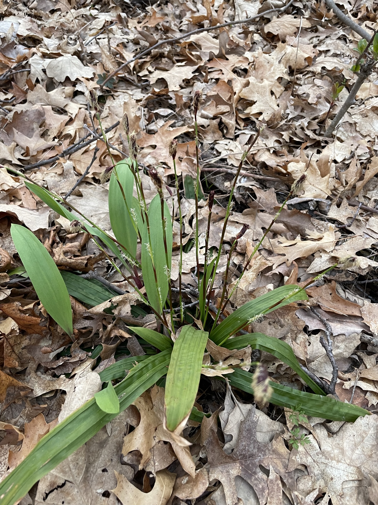 Plantain-Leaved Sedge (Carex plantaginea)