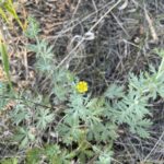 Silver Cinquefoil (Potentilla argentea)