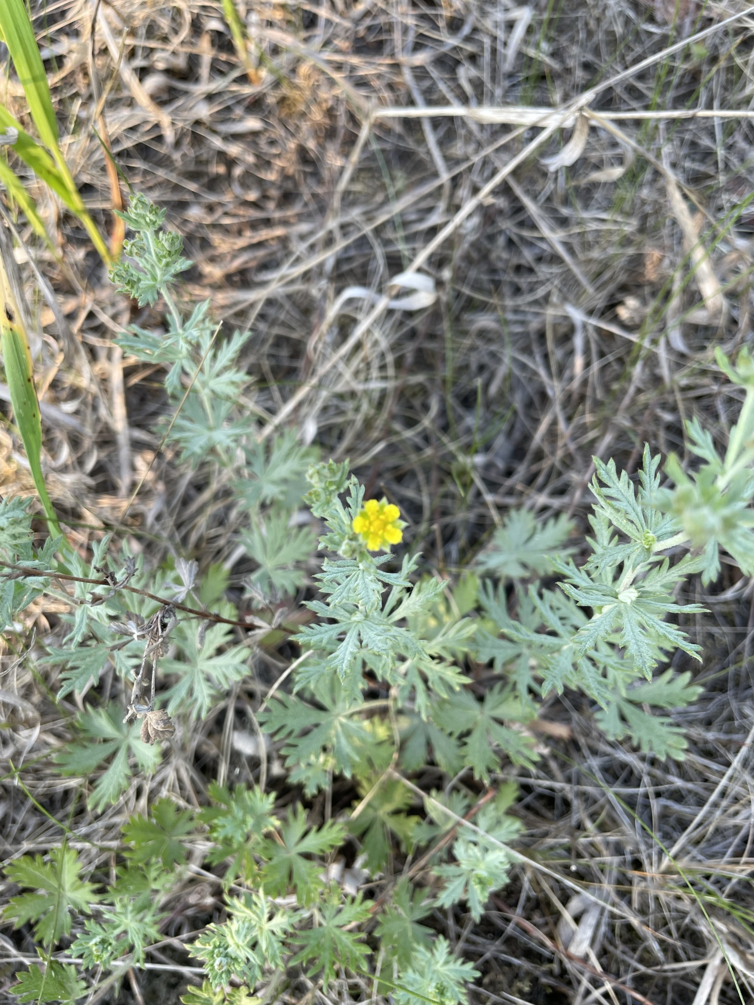 Silver Cinquefoil (Potentilla argentea)