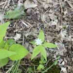 Starflower (Lysimachia borealis)