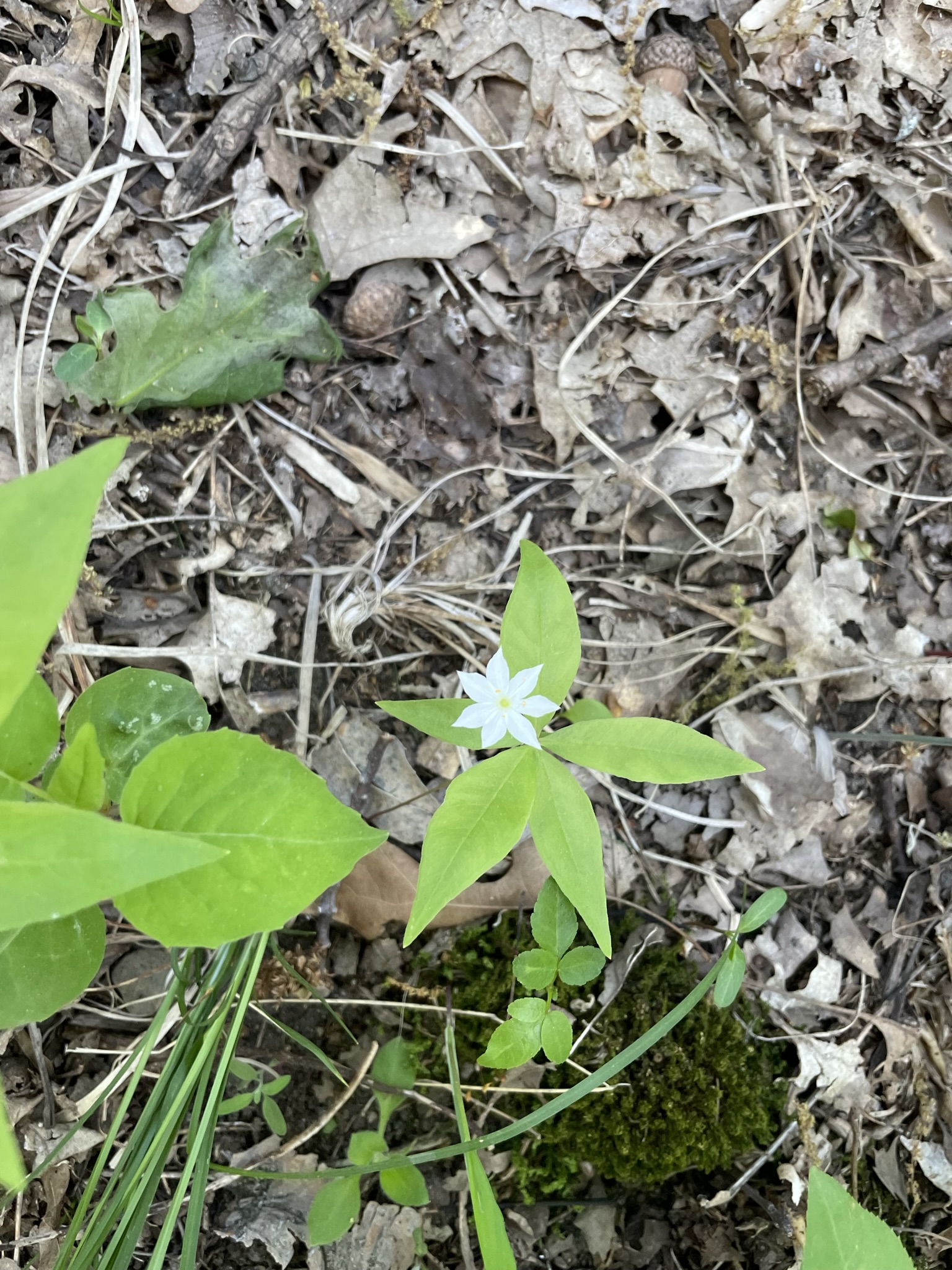 Starflower (Lysimachia borealis)