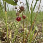 Wild Strawberry (Fragaria virginiana)