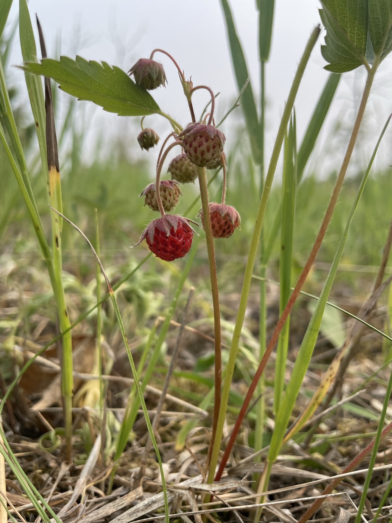 Wild Strawberry (Fragaria virginiana)