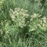 Tall Meadow Rue (Thalictrum dasycarpum)