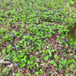 Common Blue Violet (Viola sororia)