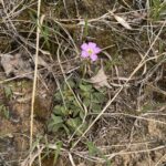 Violet Wood Sorrel (Oxalis violacea)