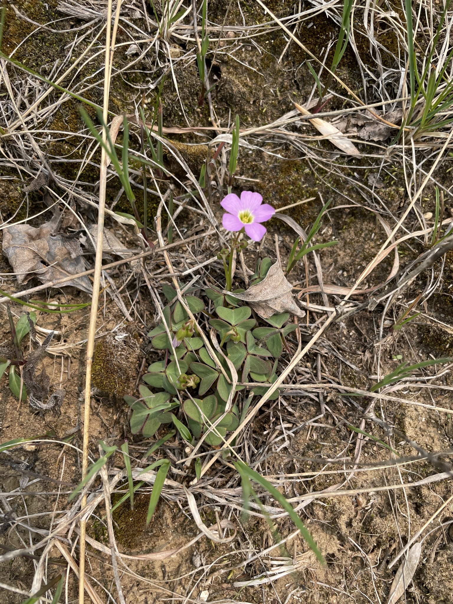 Violet Wood Sorrel (Oxalis violacea)