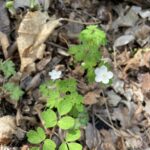 Wood Anemone (Anemone quinquefolia)