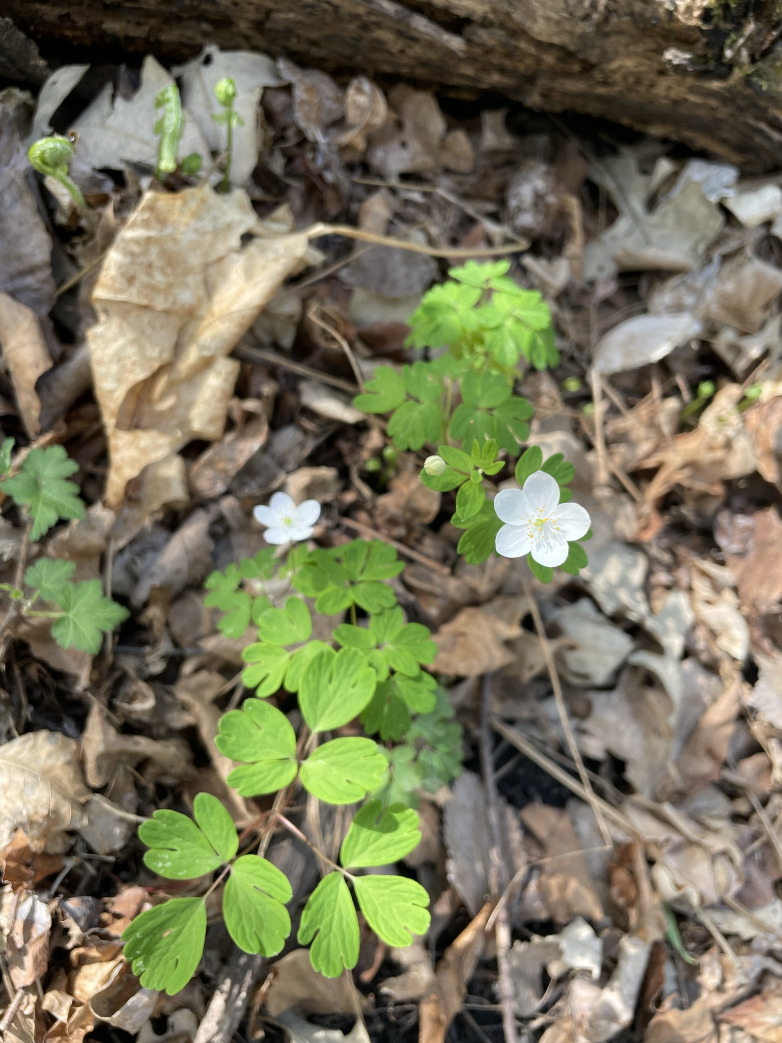 Wood Anemone (Anemone quinquefolia)