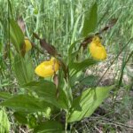 Greater Yellow Lady's-slipper (Cypripedium parviflorum var. pubescens)