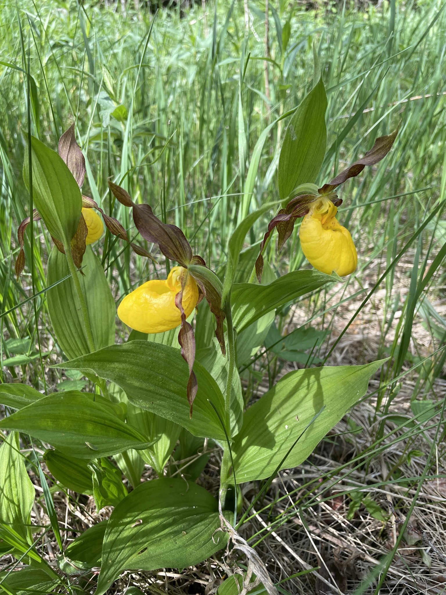 Greater Yellow Lady’s-slipper (Cypripedium parviflorum var. pubescens)