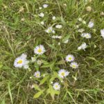 Annual Fleabane (Erigeron annuus)