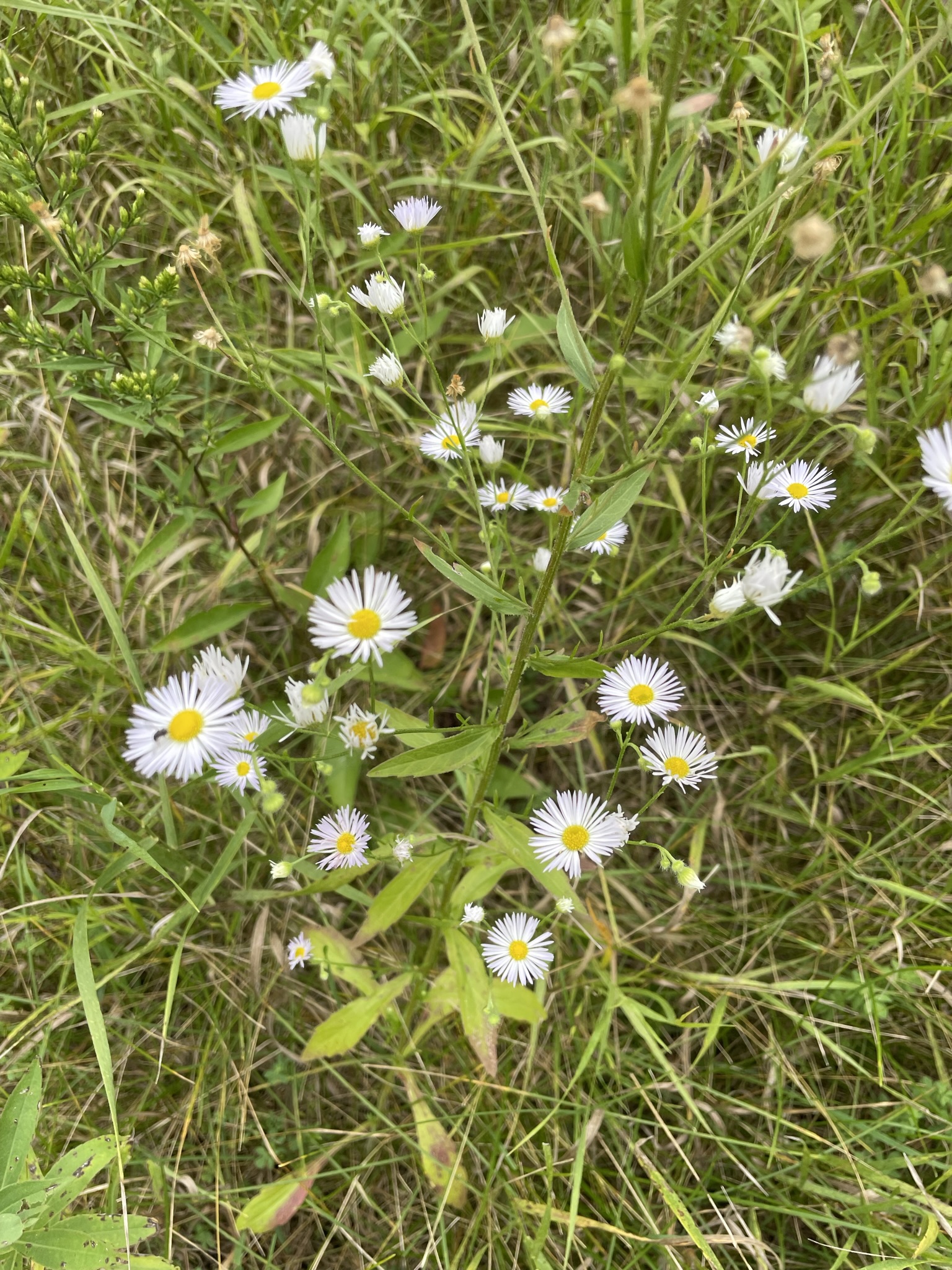 Annual Fleabane (Erigeron annuus)