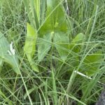 Broad-Leaf Arrowhead (Sagittaria latifolia)