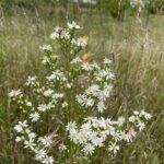 Arrowleaf Aster (Symphyotrichum urophyllum)