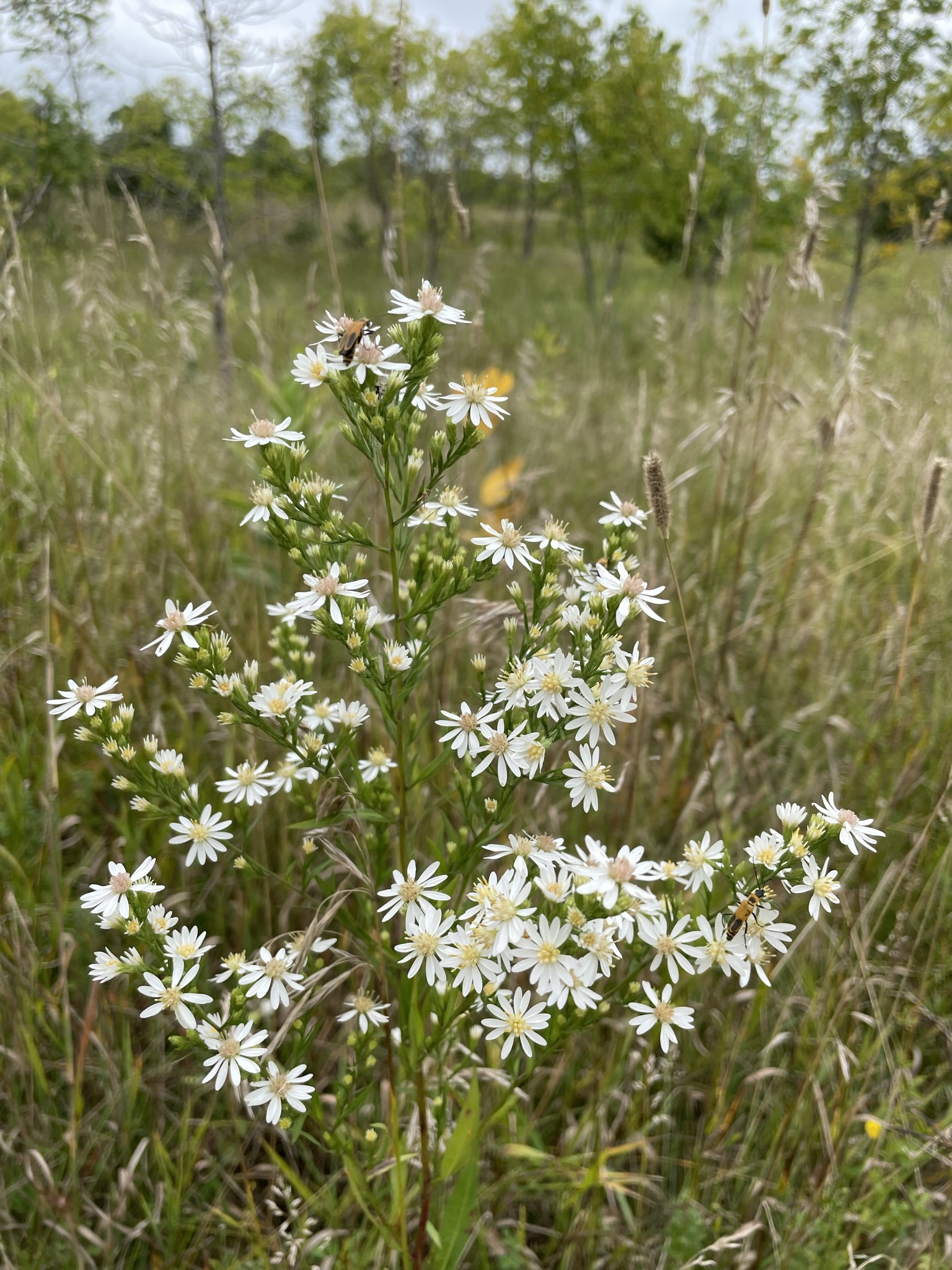 Arrowleaf Aster (Symphyotrichum urophyllum)