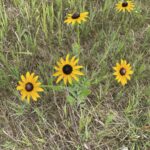 Black-Eyed Susan (Rudbeckia hirta)