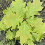 Black Oak (Quercus velutina)