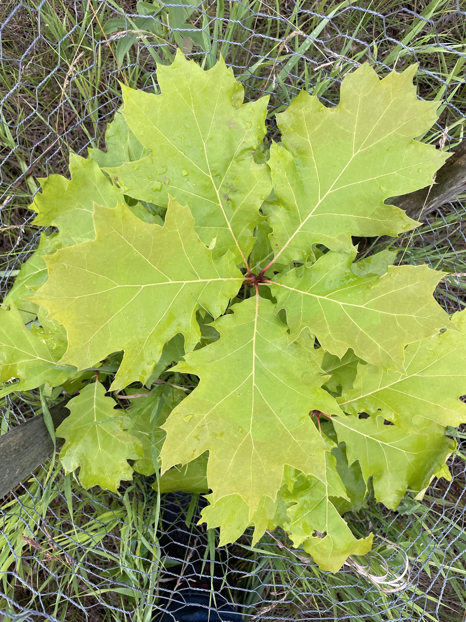 Black Oak (Quercus velutina)