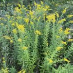 Canada Goldenrod (Solidago canadensis)