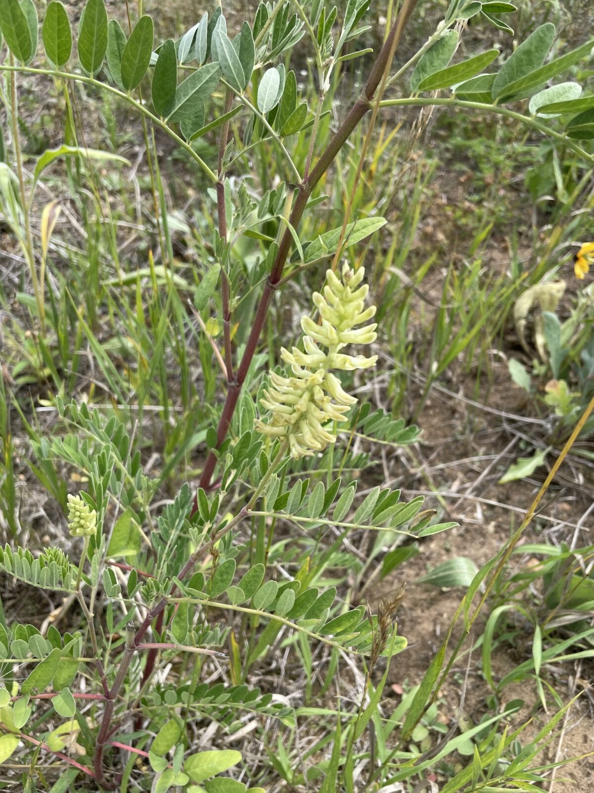 Canada Milkvetch (Astragalus canadensis)