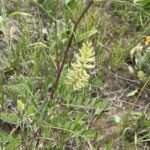 Canada Milkvetch (Astragalus canadensis)