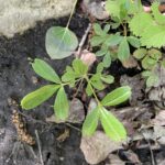 Three-toothed Cinquefoil (Sibbaldiopsis tridentata)