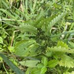 Black-fruited Clearweed (Pilea fontana)