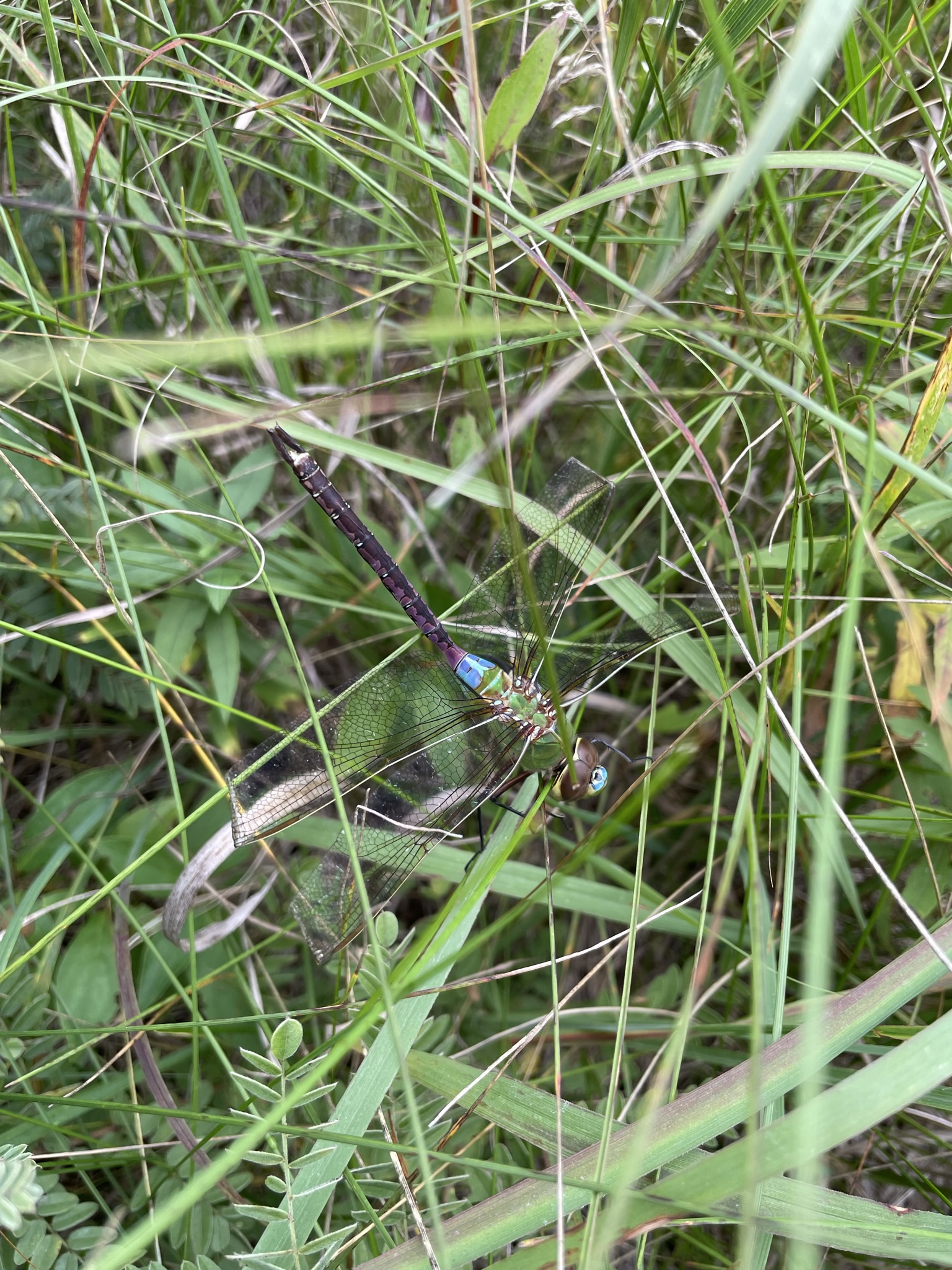 Common Green Darner (Anax junius)