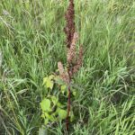 Curly Dock (Rumex crispus)