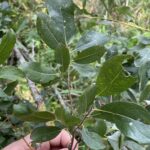 Diamond Willow (Salix planifolia)