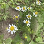 Dog Fennel (Anthemis cotula)