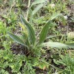 Narrow-leaved Purple Coneflower (Echinacea angustifolia)