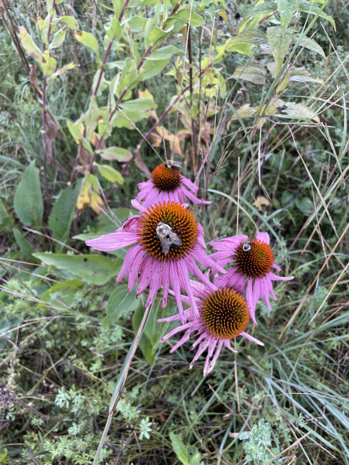 Eastern Purple Coneflower (Echinacea purpurea)