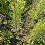 Field Sagewort (Artemisia campestris)