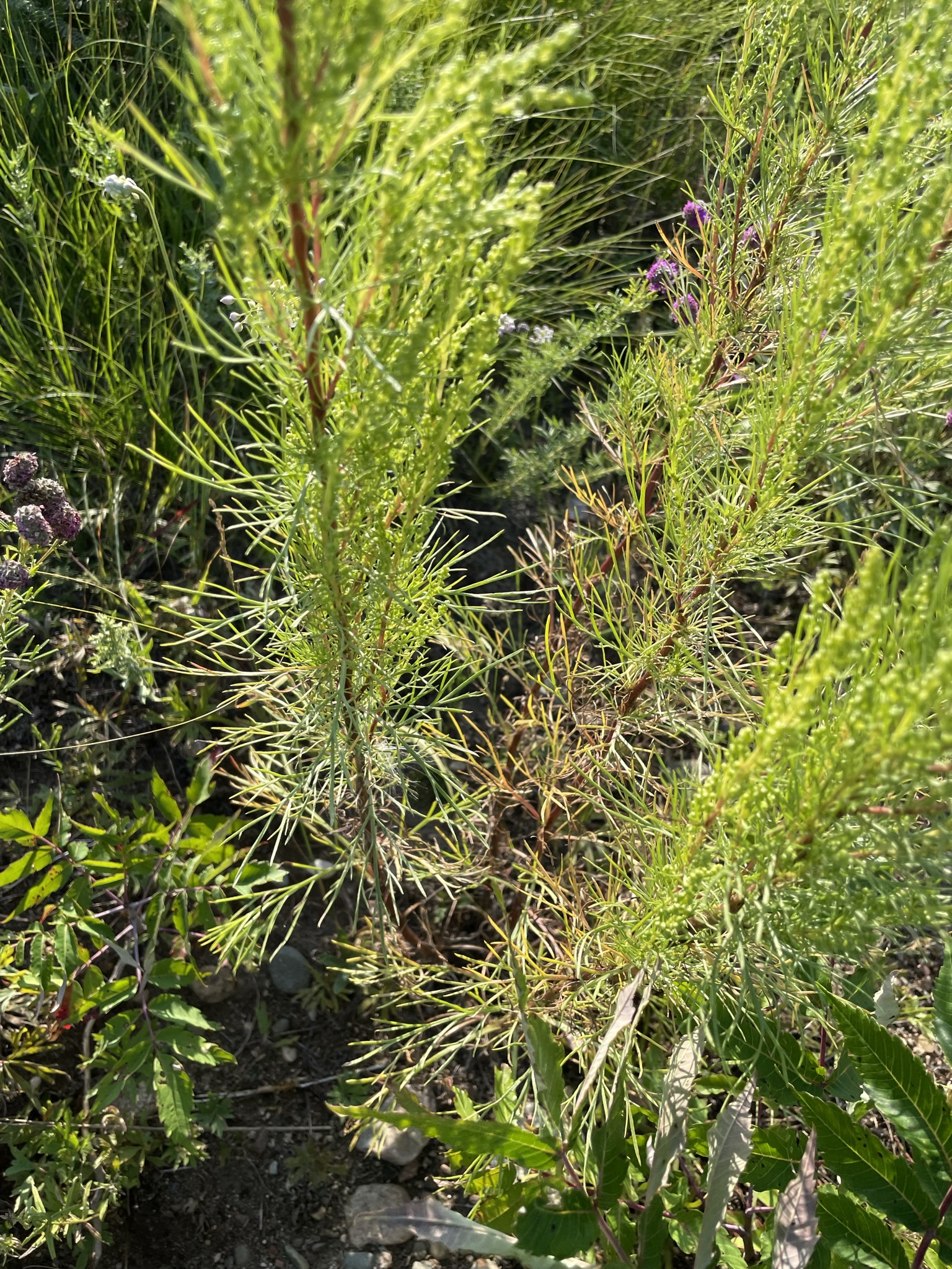 Field Sagewort (Artemisia campestris)