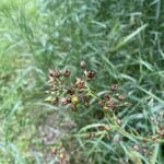 Lance-leaf Figwort (Scrophularia lanceolata)