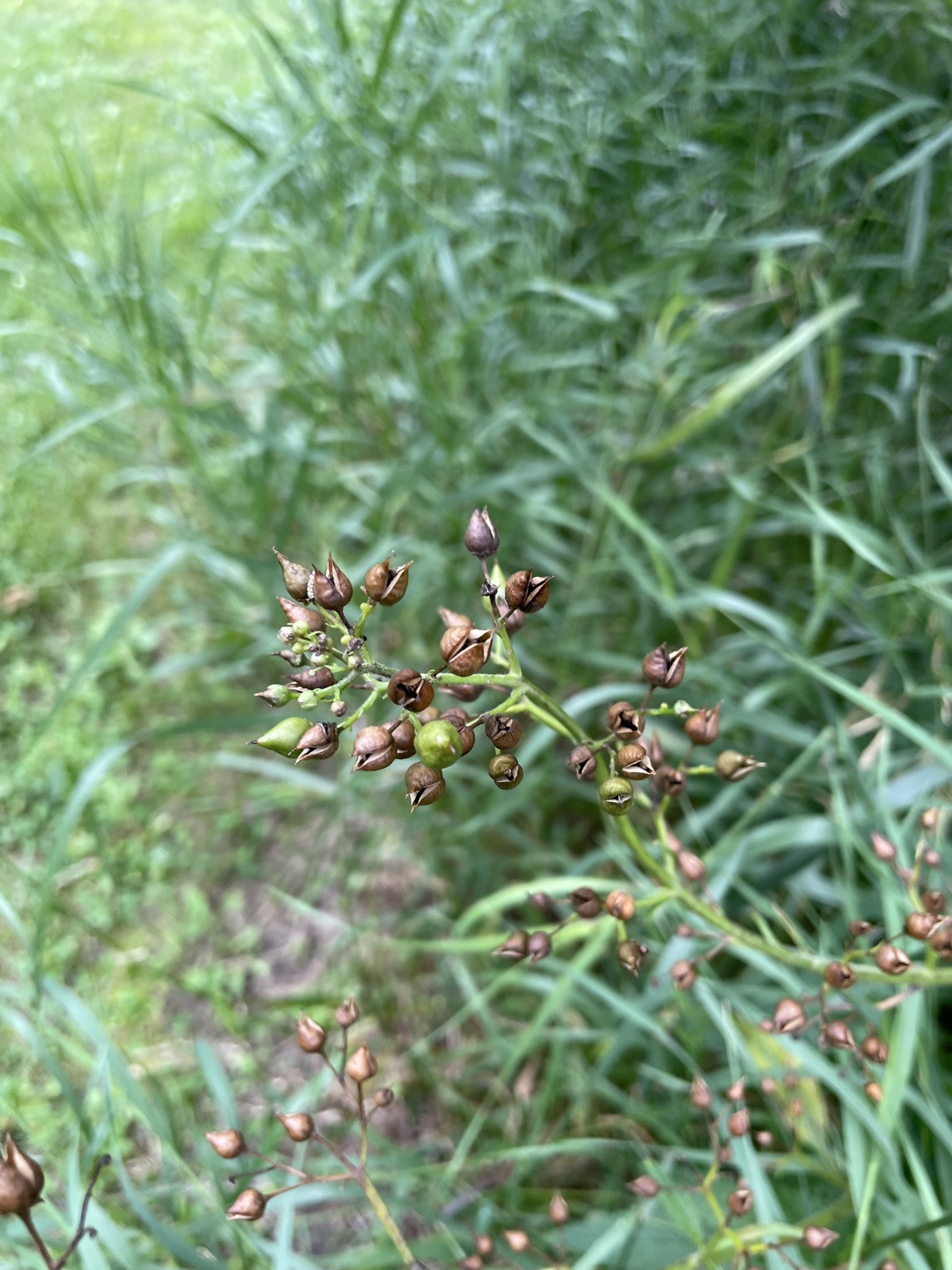 Lance-leaf Figwort (Scrophularia lanceolata)