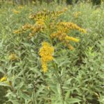 Giant Goldenrod (Solidago gigantea)