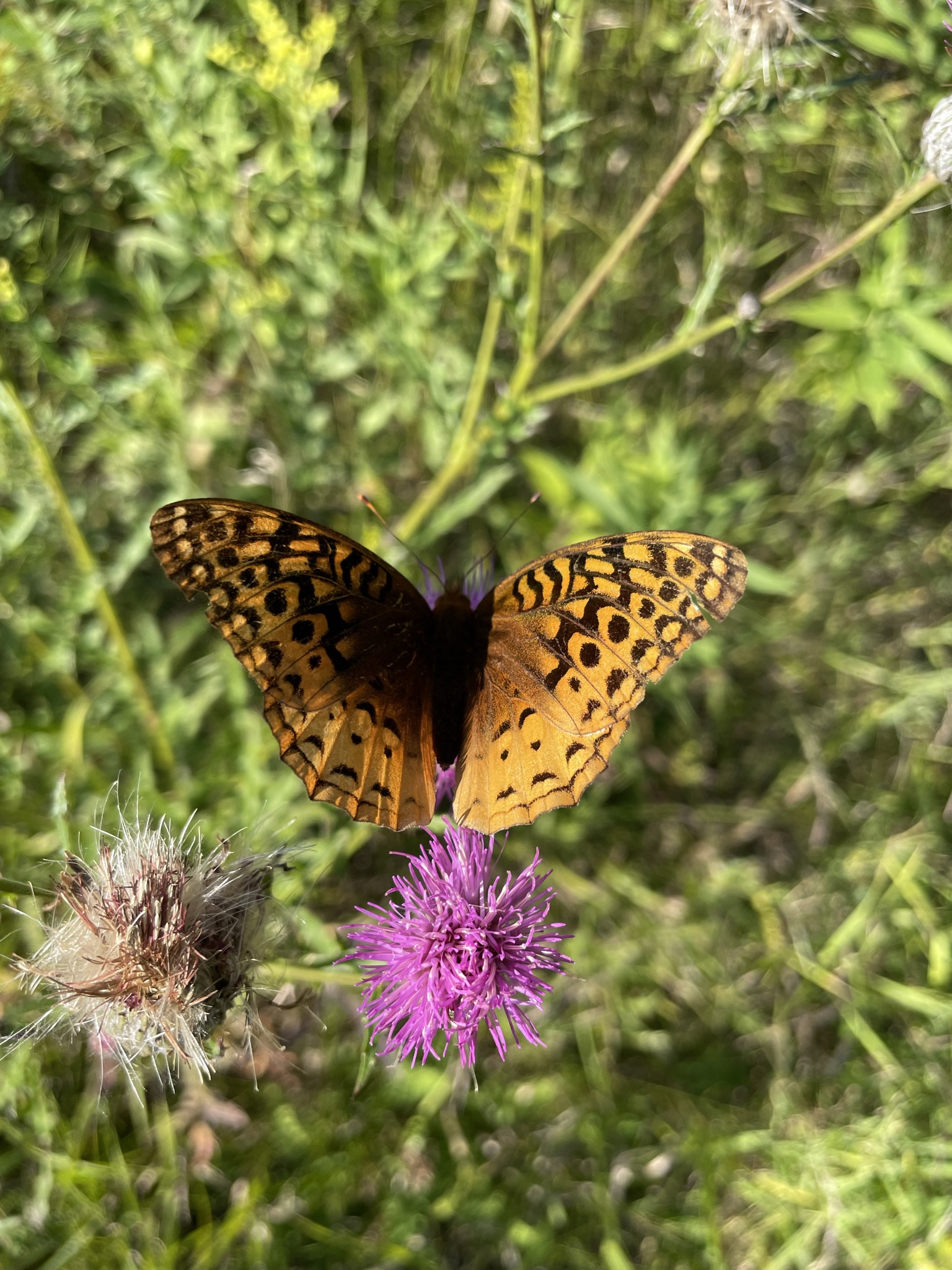 Great Spangled Fritillary (Speyeria cybele)