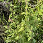 Hairy Woodmint (Blephilia hirsuta)