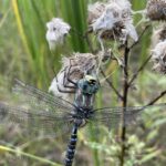 Lake Darner (Aeshna eremita)