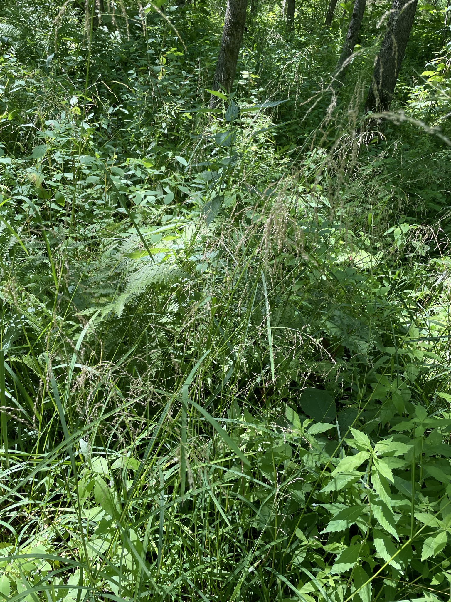 Fowl Manna Grass (Glyceria striata)