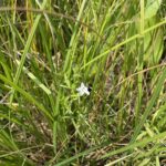 Marsh Bellflower (Campanula aparinoides)