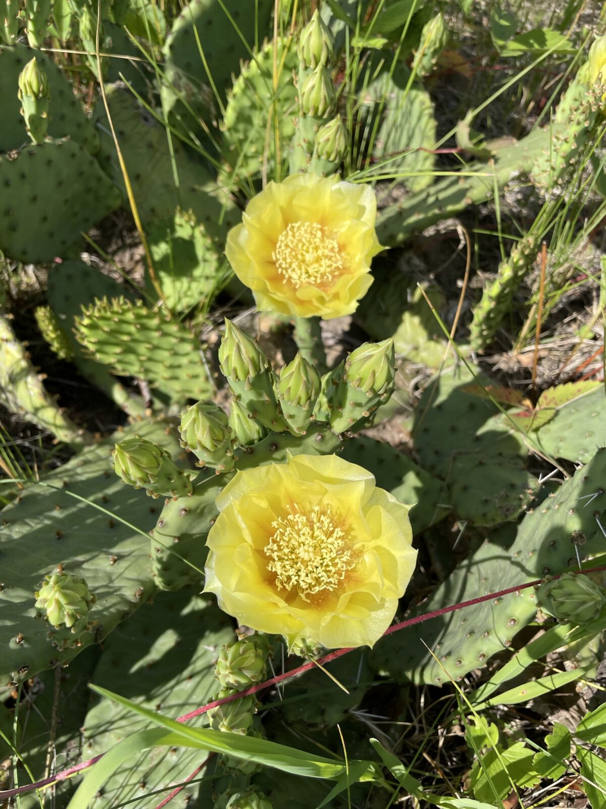 Eastern Prickly Pear (Opuntia humifusa)