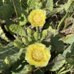 Eastern Prickly Pear (Opuntia humifusa)